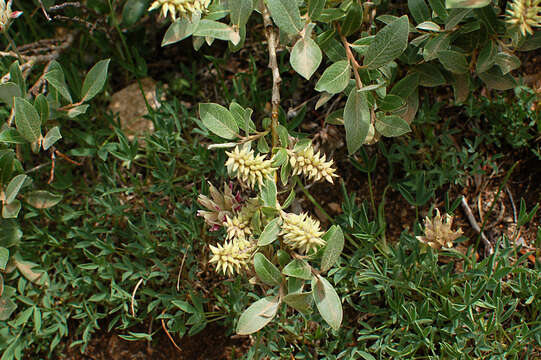 Image of Salix glauca var. villosa (Hook.) Anderss.