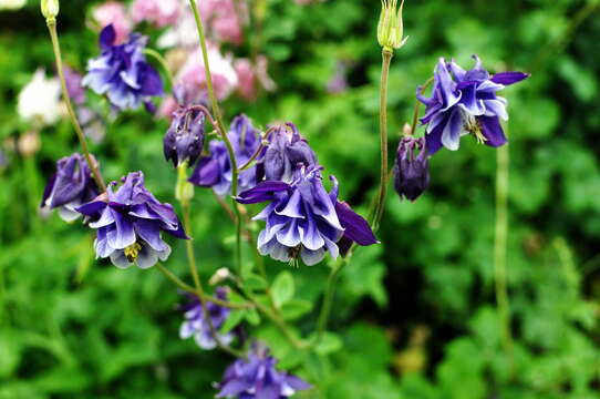 Image of columbine