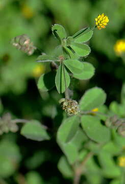 Image of black medick