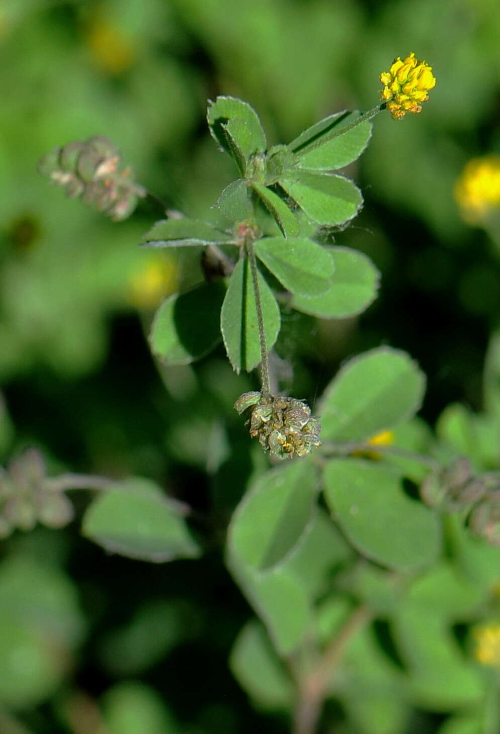 Слика од Medicago