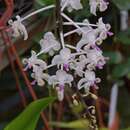 Image of Phalaenopsis celebensis H. R. Sweet
