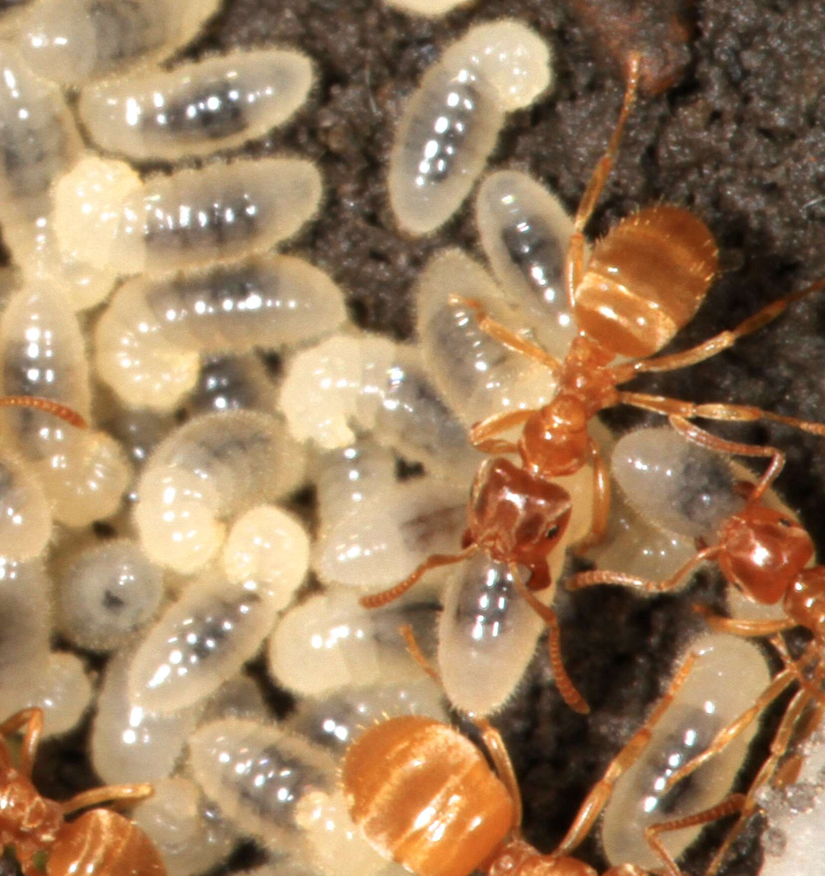 Image of cornfield and citronella ants