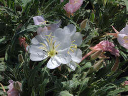 Imagem de Oenothera cespitosa Nutt.