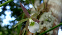 Plancia ëd Brassavola reginae Pabst