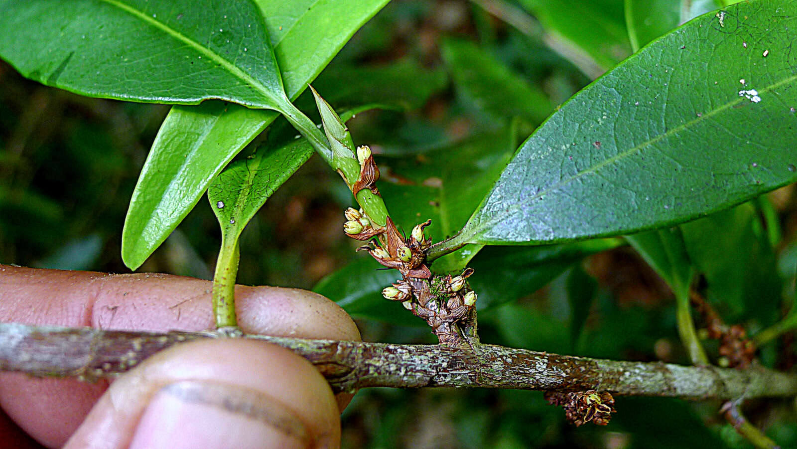 Image of Erythroxylum nobile O. E. Schulz