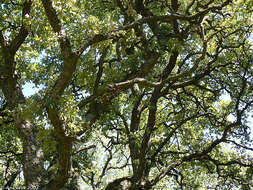 Image of Cork Oak