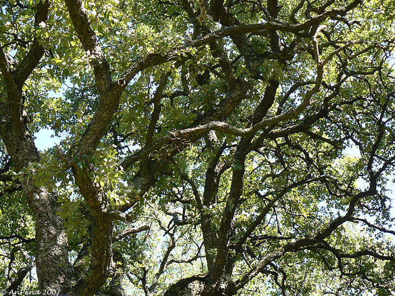 Image of Cork Oak