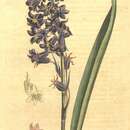Image of Hispanic hyacinthoides