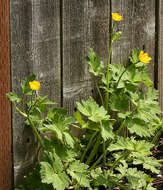 Imagem de Ranunculus occidentalis Nutt.