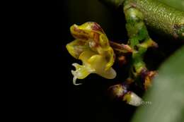 Cleisostoma striatum (Rchb. fil.) N. E. Br.的圖片