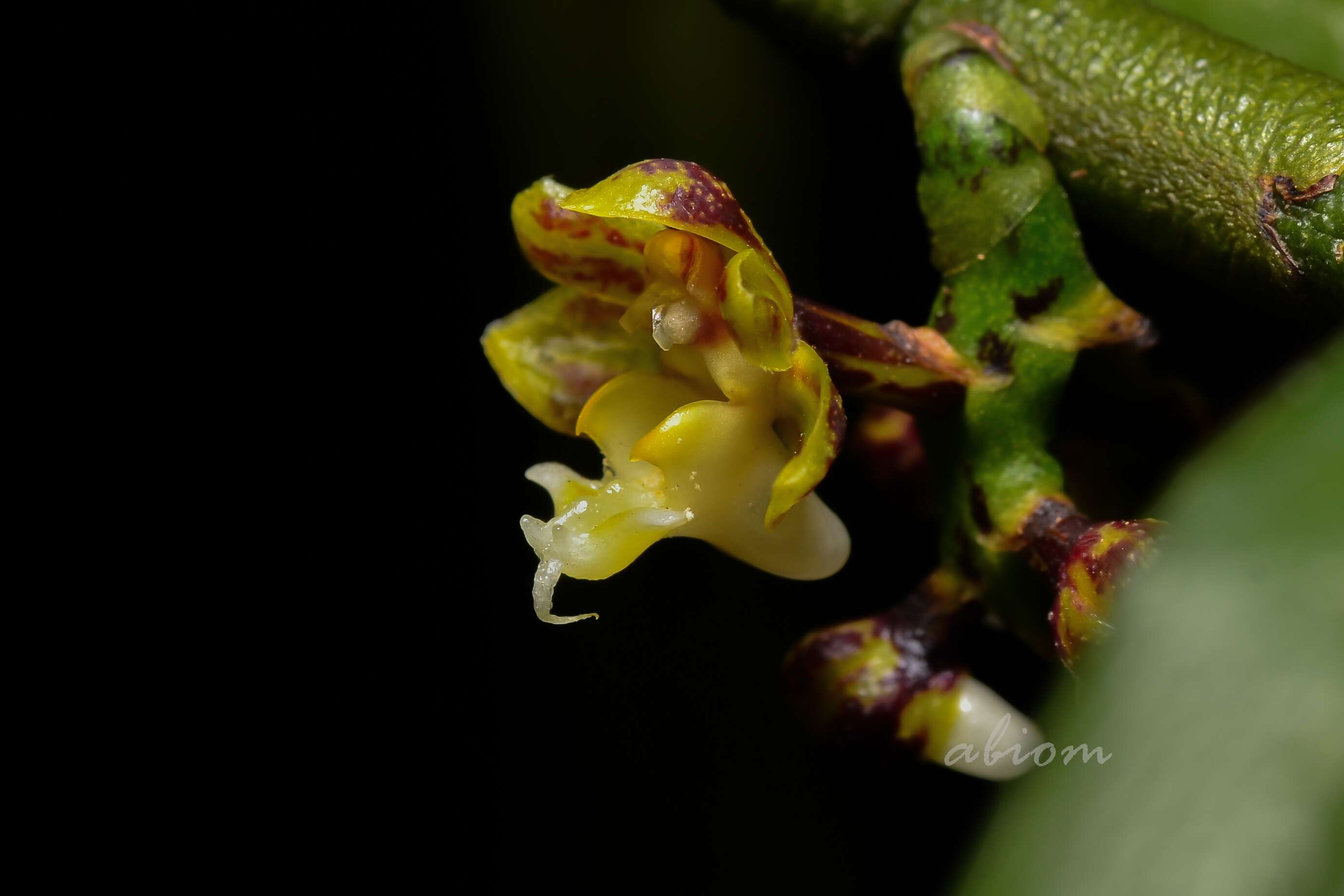 Cleisostoma striatum (Rchb. fil.) N. E. Br.的圖片