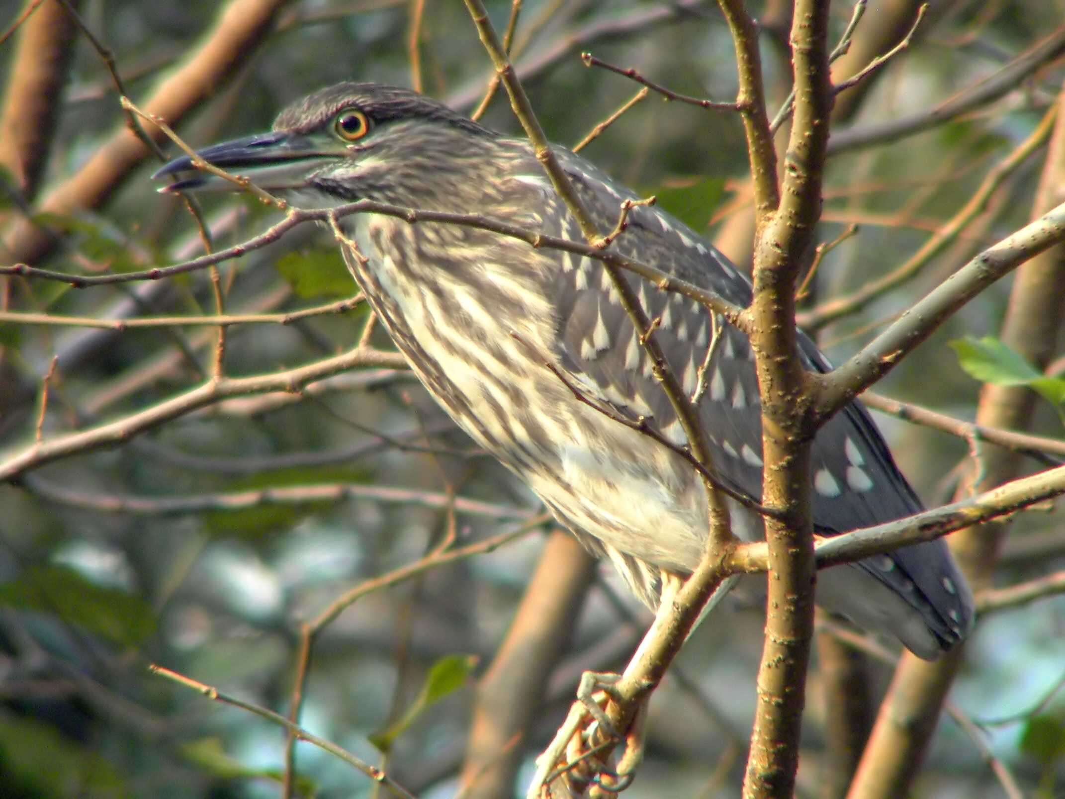 Image of Night Herons