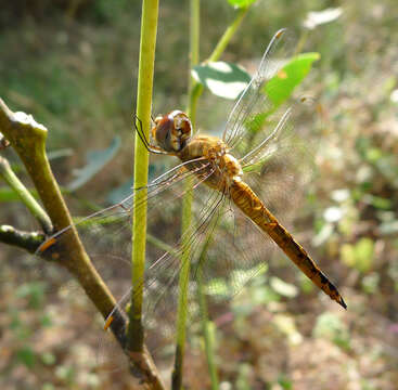 Image of Rainpool Gliders