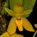 Image of Bulbophyllum pileatum Lindl.