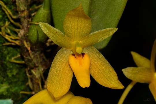 Image of Bulbophyllum pileatum Lindl.