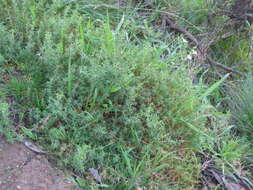 Image of Stellaria pungens Brongn.