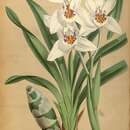 Image of Cymbidium parishii Rchb. fil.