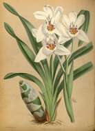 Image of Boat orchids