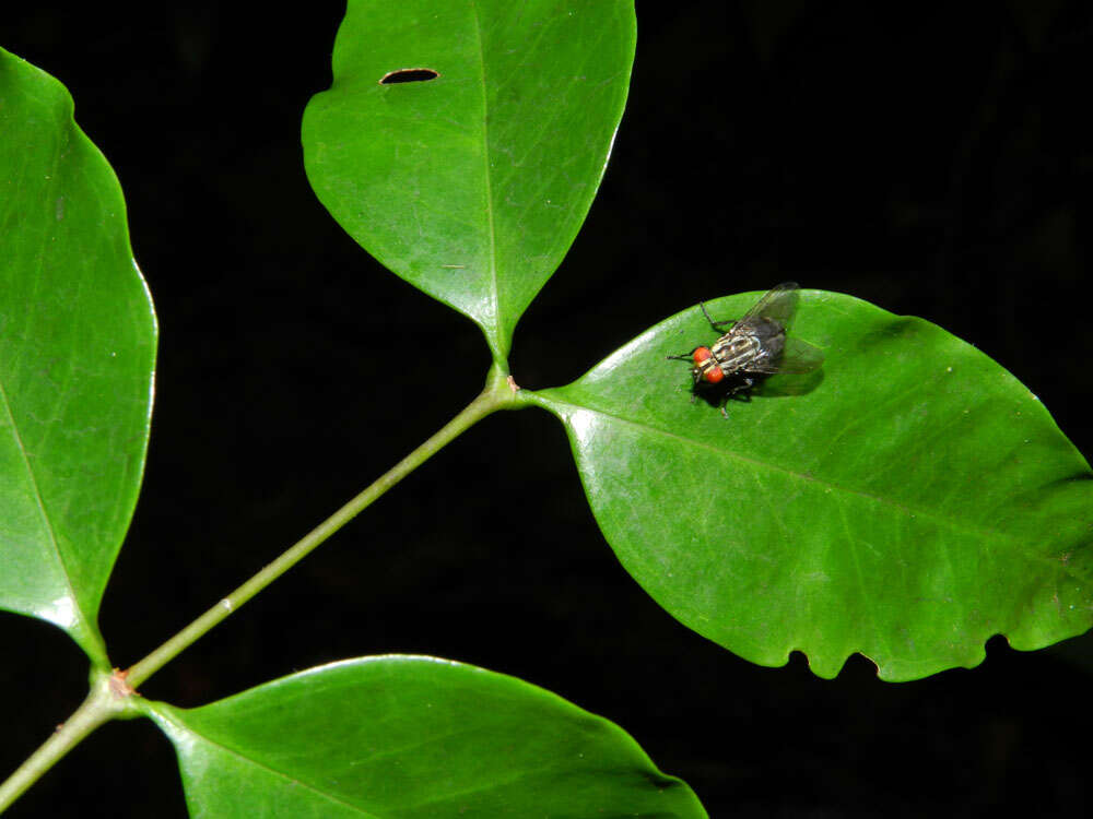 Image of Mouriri tuberculata T. Morley & K. Thomsen