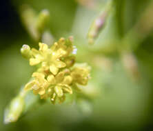 Image of bog yellowcress