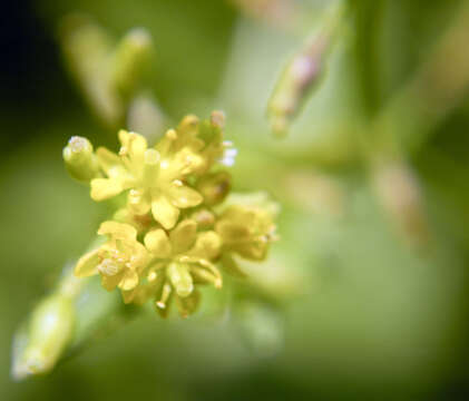 Image of Fernald's yellowcress