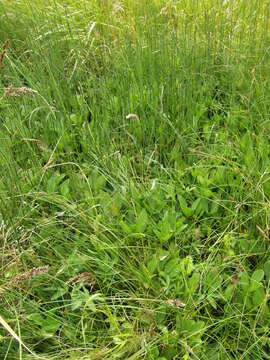 Image of Water Horsetail