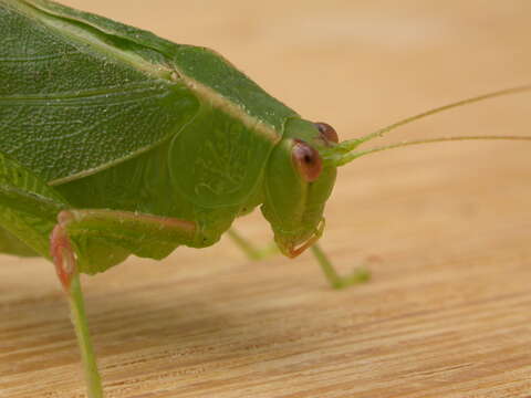 Image of Caedicia simplex (Walker & F. 1869)