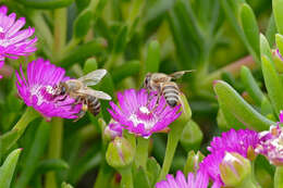 Plancia ëd Ruschia macowanii (L. Bol.) Schwant. apud Jacobsen