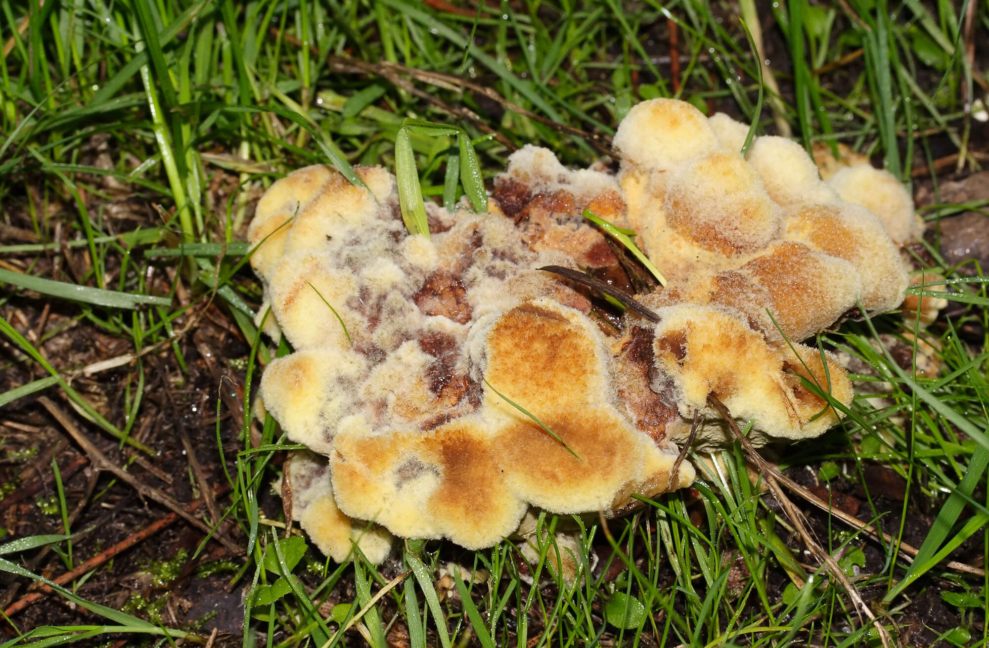 Image de Polypore éponge