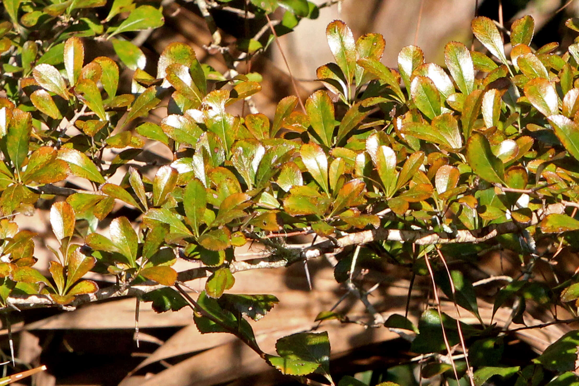 Image of may hawthorn