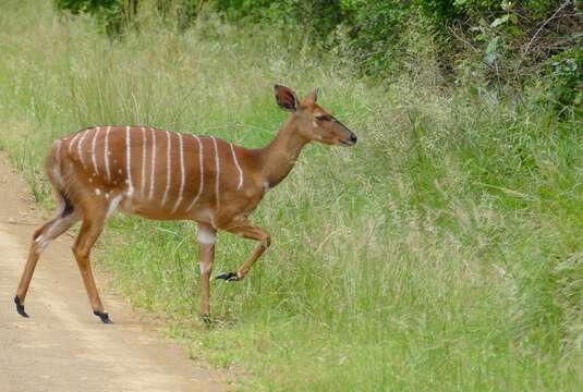 Image of Spiral-horned Antelope