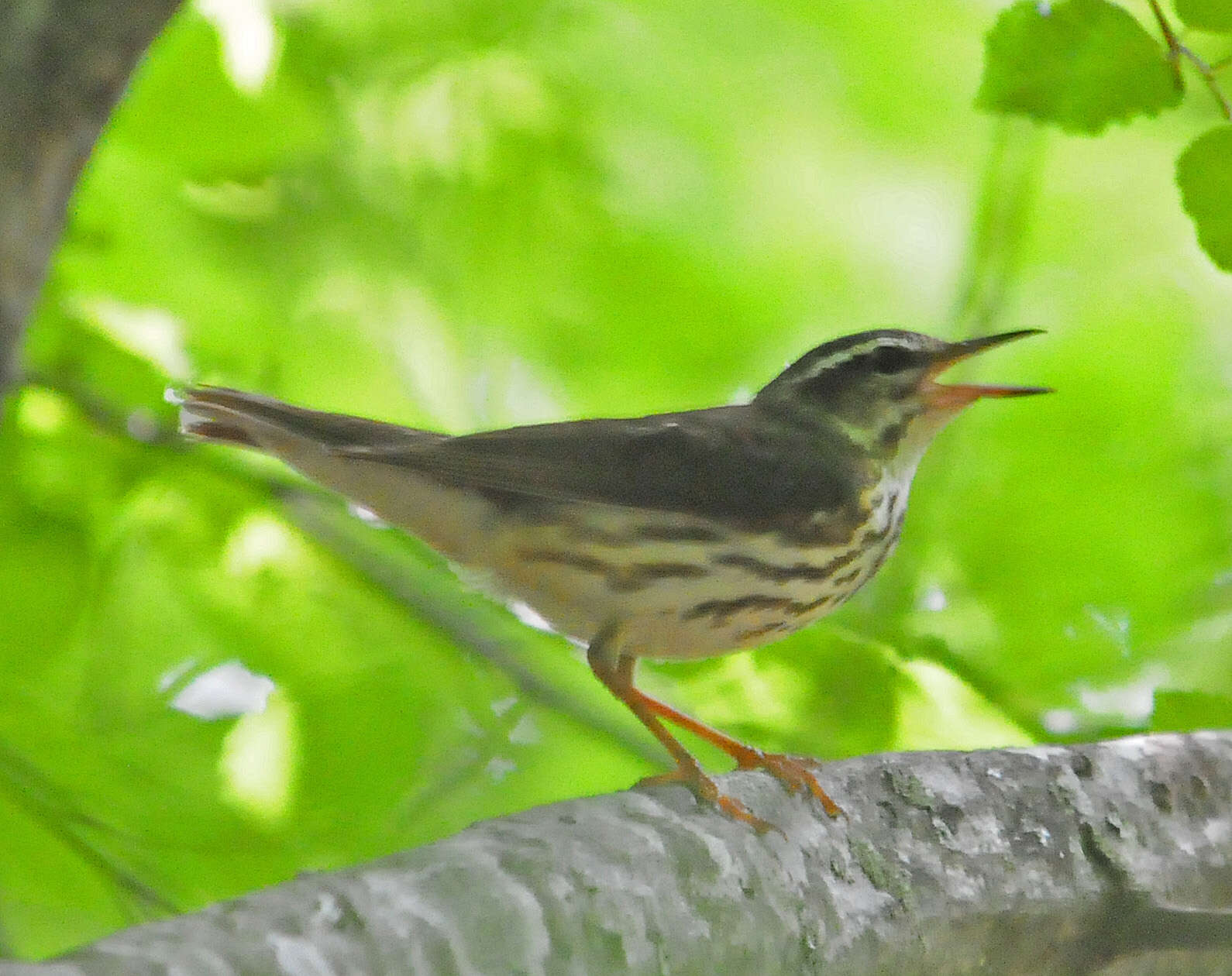 Image of Louisiana Waterthrush