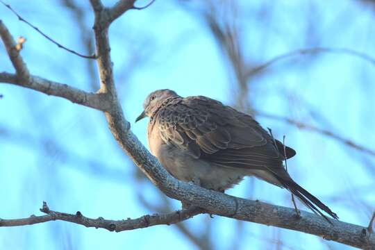 صورة <i>Streptopelia chinensis</i>