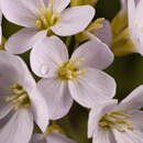 Image of Cardamine rivularis Schur