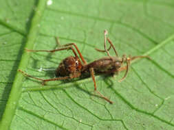 Image of Cordycipitaceae