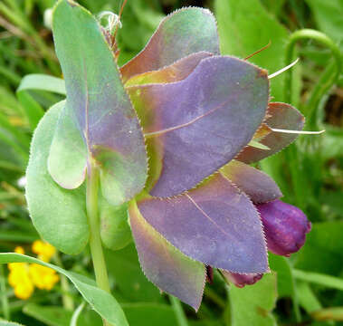 Image of honeywort