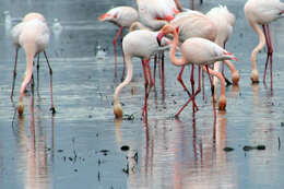 Imagem de Phoenicopterus Linnaeus 1758