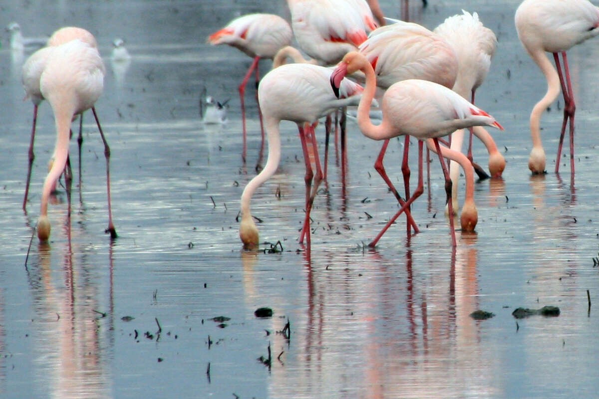 Imagem de Phoenicopterus Linnaeus 1758