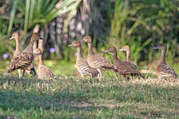 Image de Dendrocygne d'Eyton