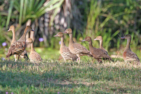 Image of Grass Whistling Duck