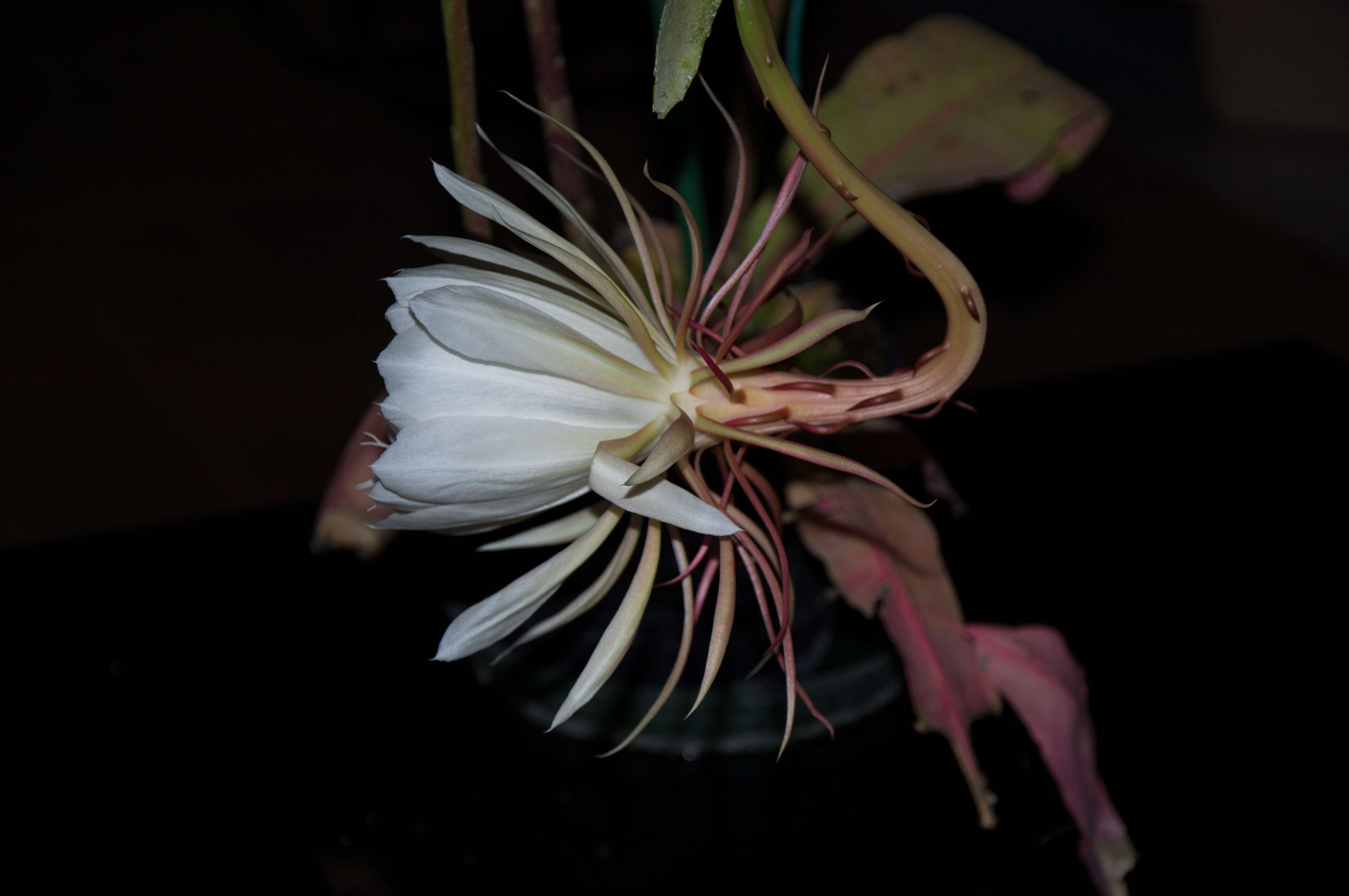 Image of Dutchman's Pipe Cactus