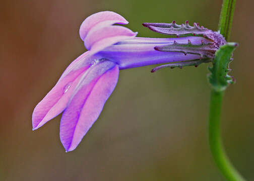 Image de Lobelia glandulosa Walter