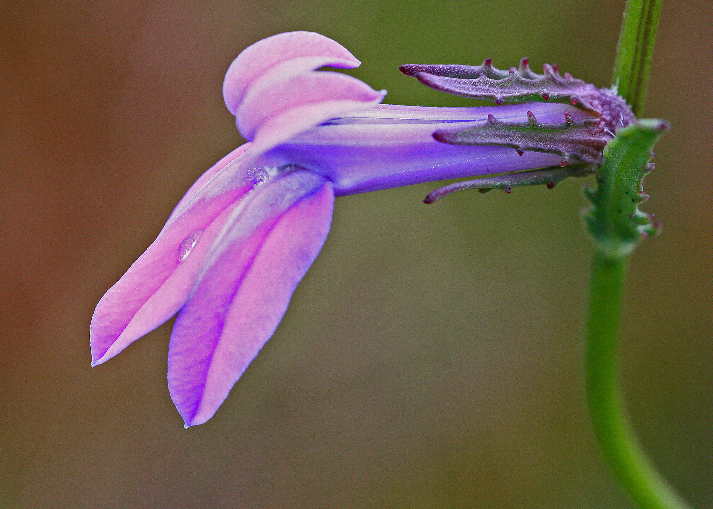 Image de Lobelia glandulosa Walter