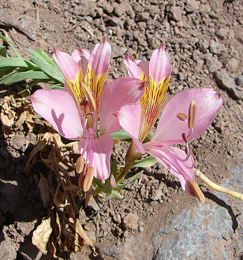 Image of lily of the Incas