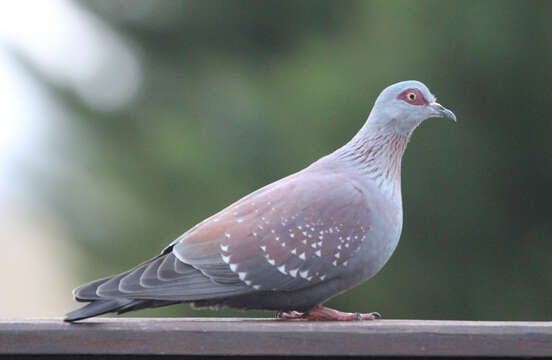 Image of Columbidae