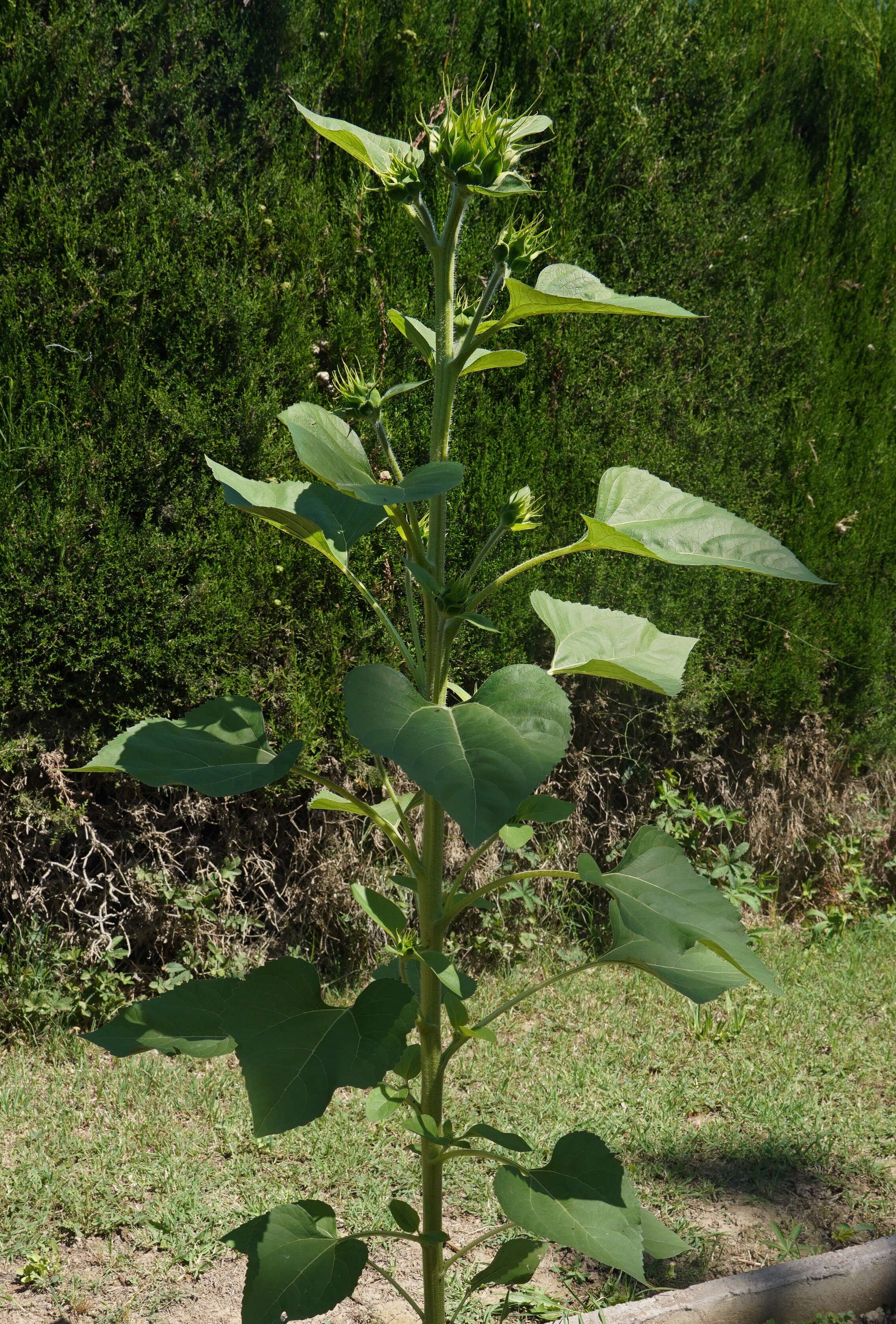 Image of sunflowers