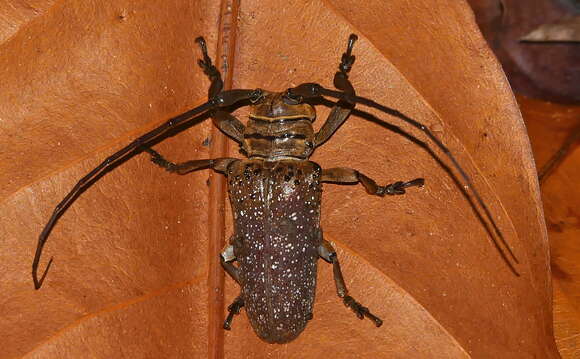 Image of Twig Girdling Beetles