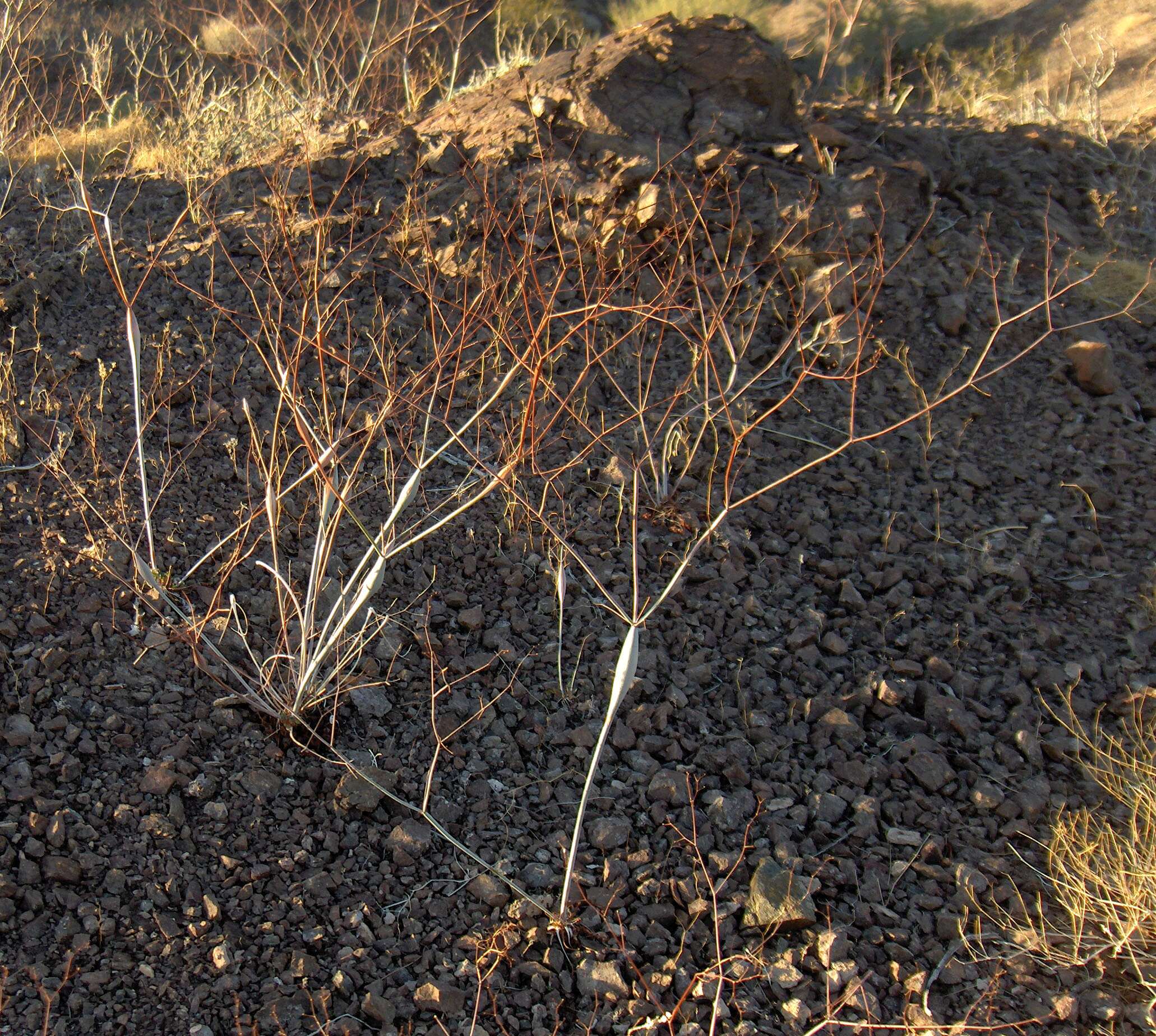 Image of desert trumpet