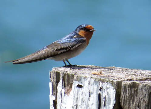 Imagem de Hirundo neoxena Gould 1842