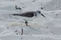 Image of Calidris Merrem 1804